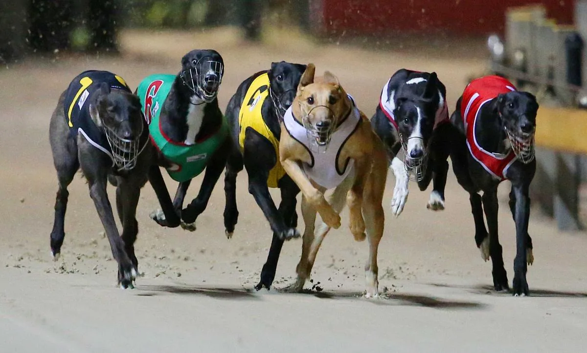 Grey Hound Racing