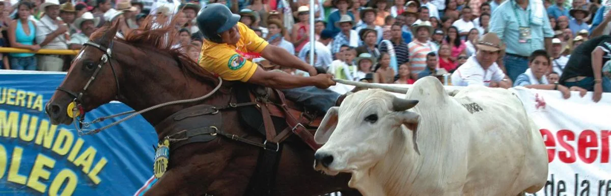 Coleo