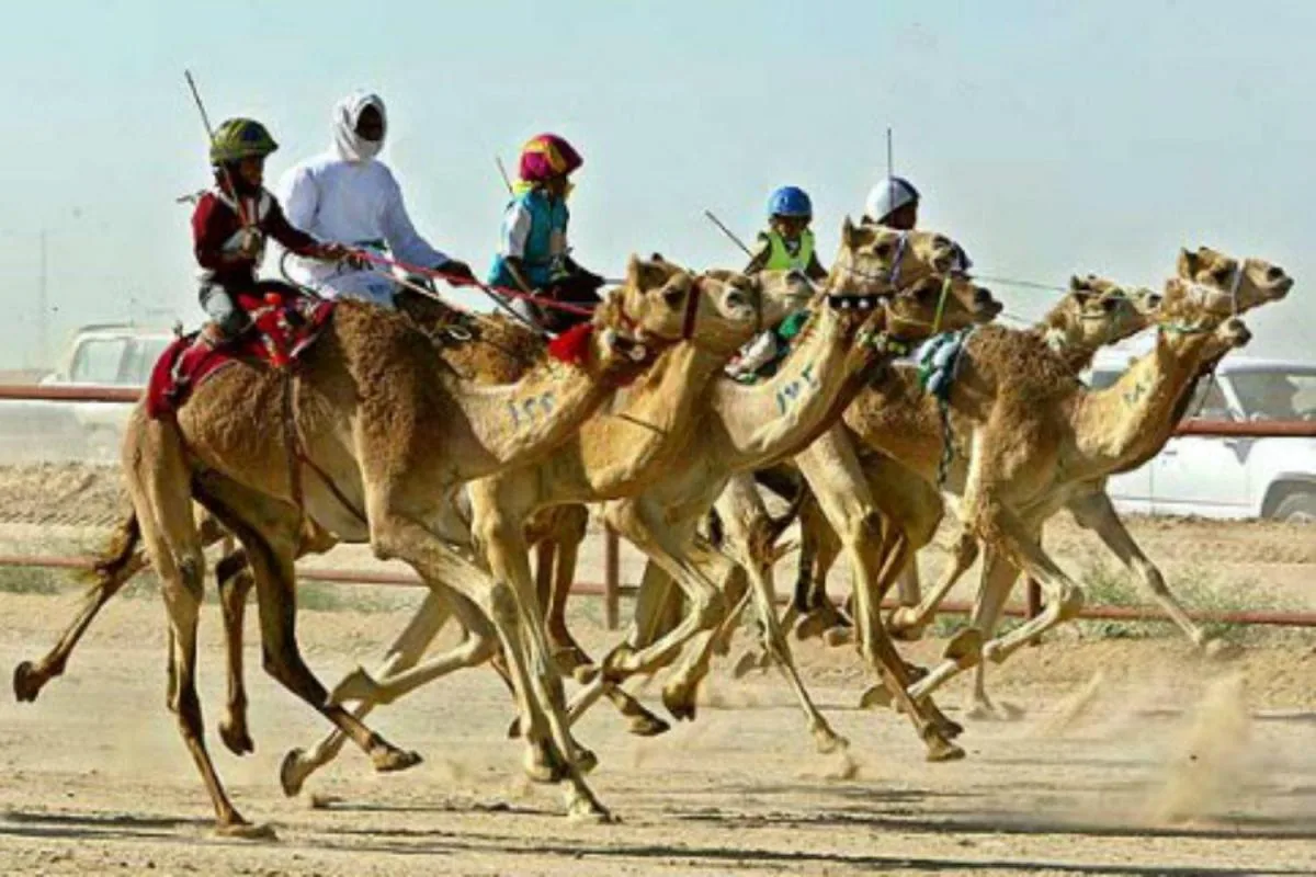 Camel Racing