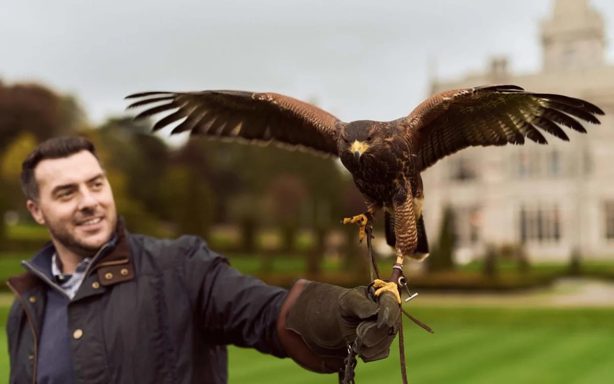 Falconry