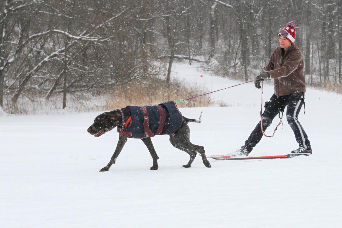 Skijoring